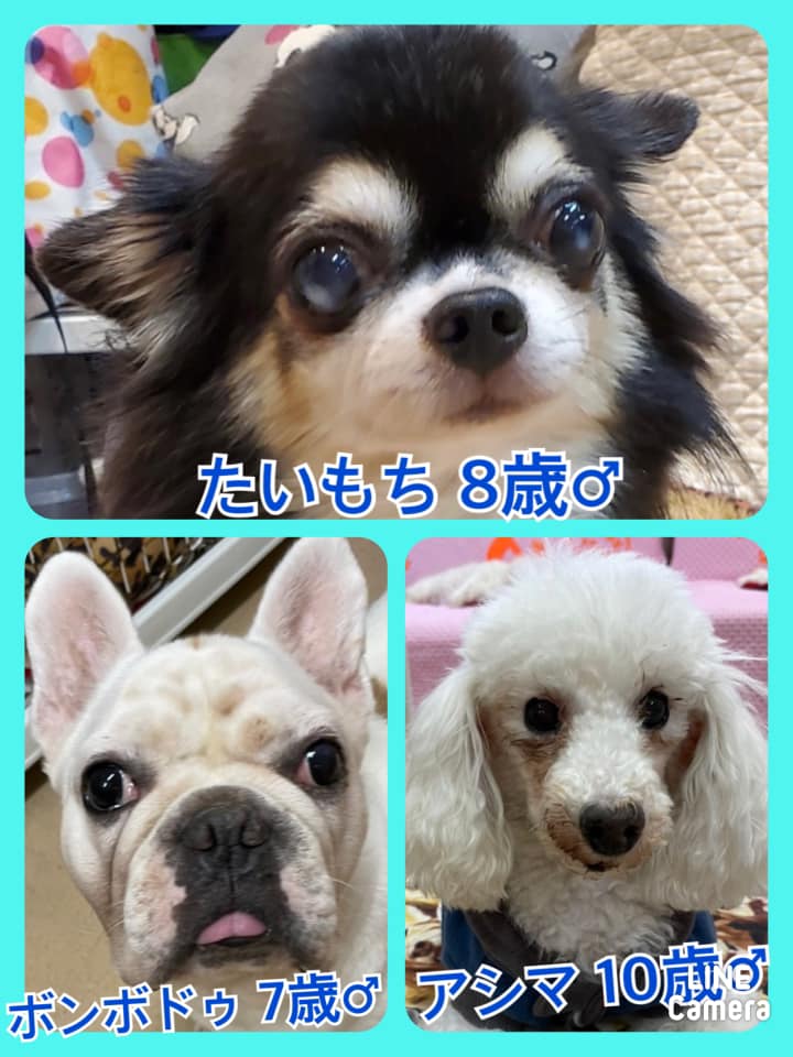 🐾今日の里親様募集中ワンコ🐶メンバーです🐾2021,10,27